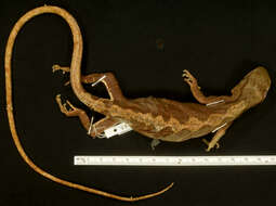 Image of Berthold's Bush Anole