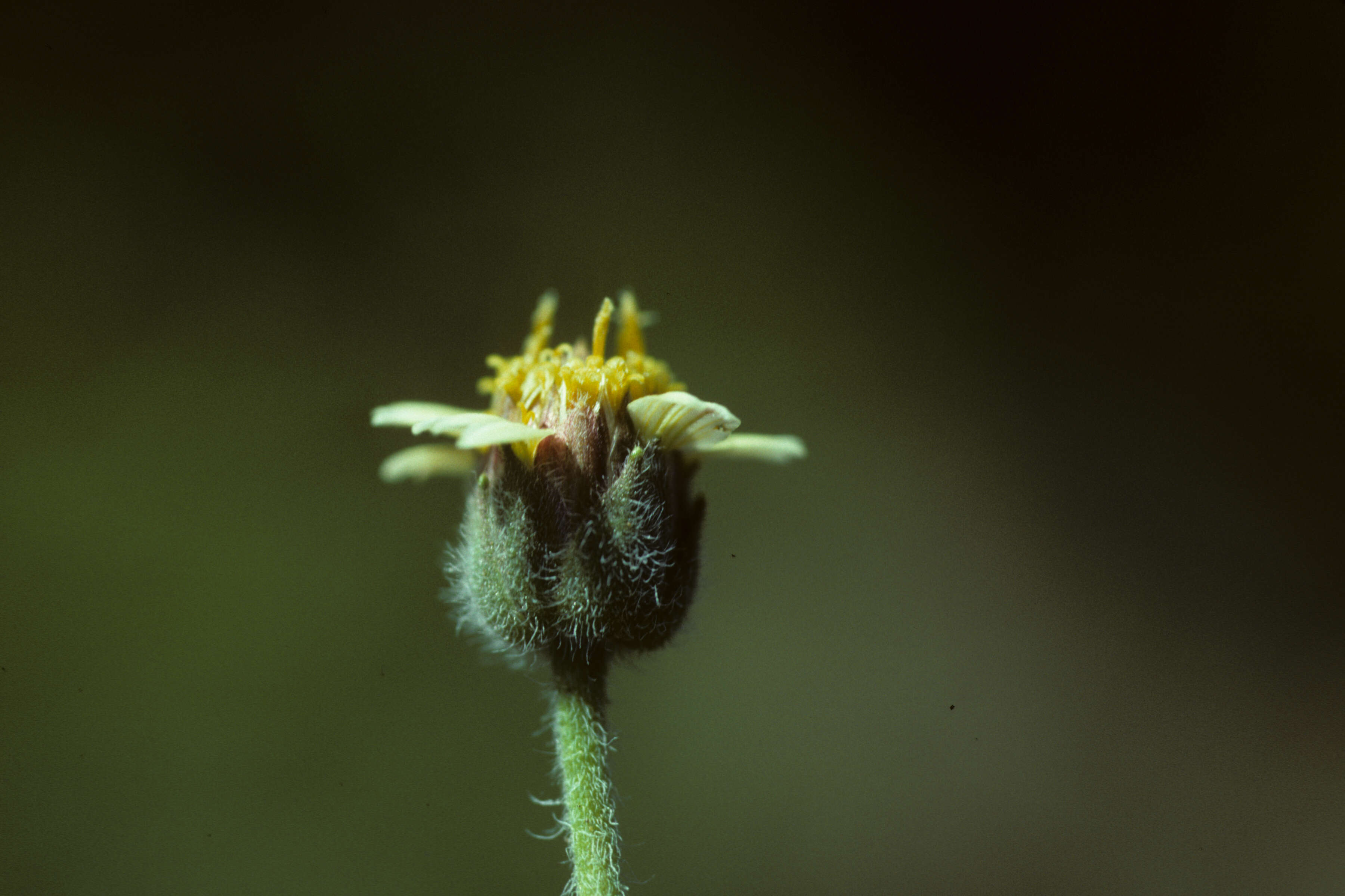 Image de Tridax procumbens L.