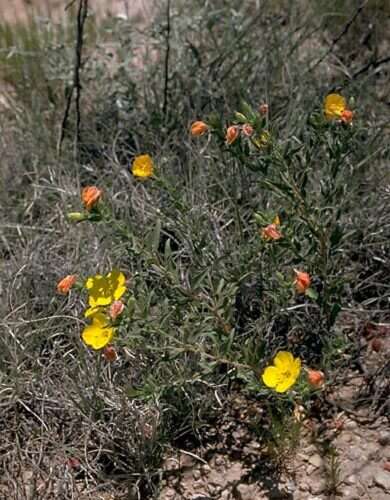 Imagem de Oenothera hartwegii subsp. pubescens (A. Gray) W. L. Wagner & Hoch