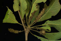 Image of Terminalia macrostachya (Standl.) Alwan & Stace