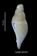 Sivun Pareuthria innocens (E. A. Smith 1907) kuva