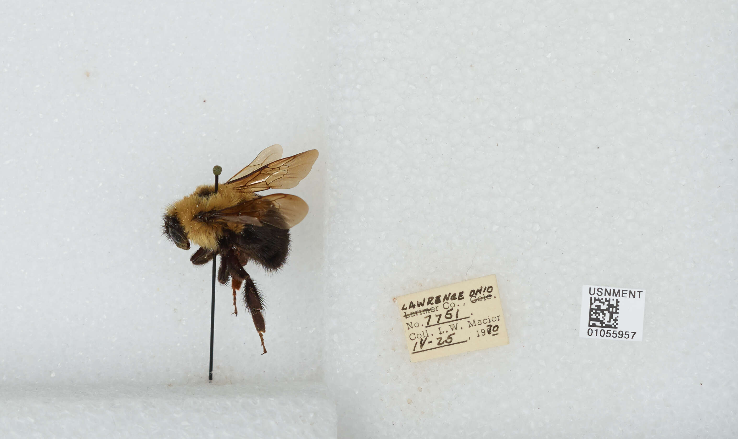 صورة Bombus bimaculatus Cresson 1864