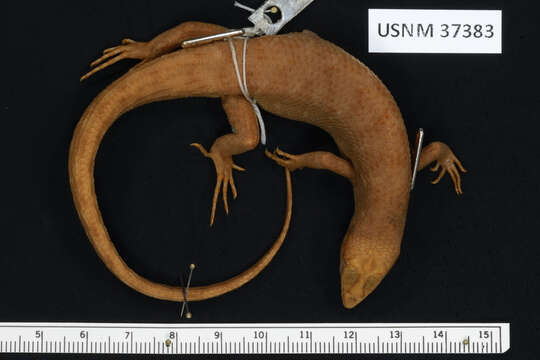 Image of Misamis Waterside Skink