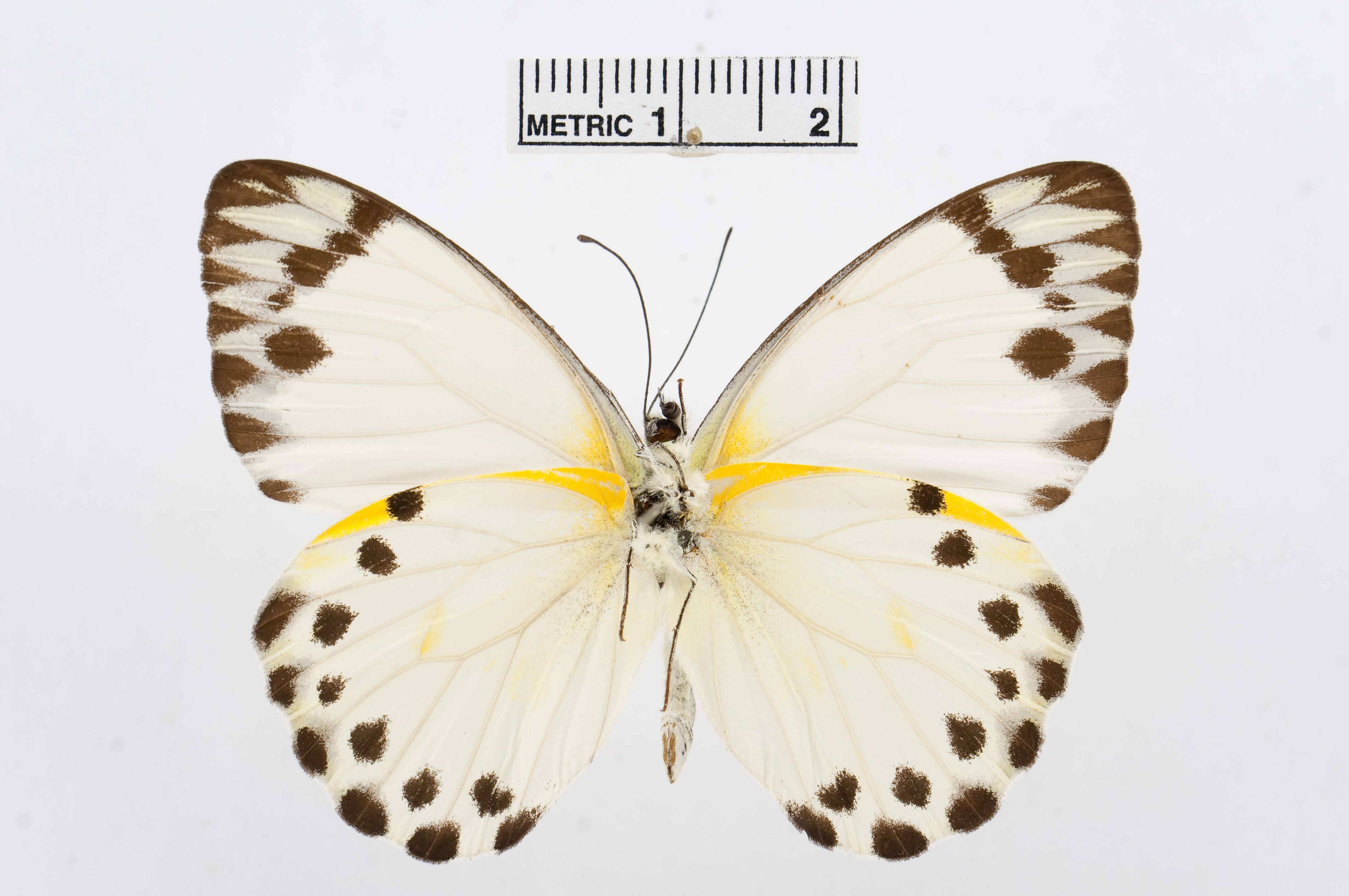 Image of Belenois theora (Doubleday 1846)