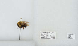 صورة Bombus bimaculatus Cresson 1864