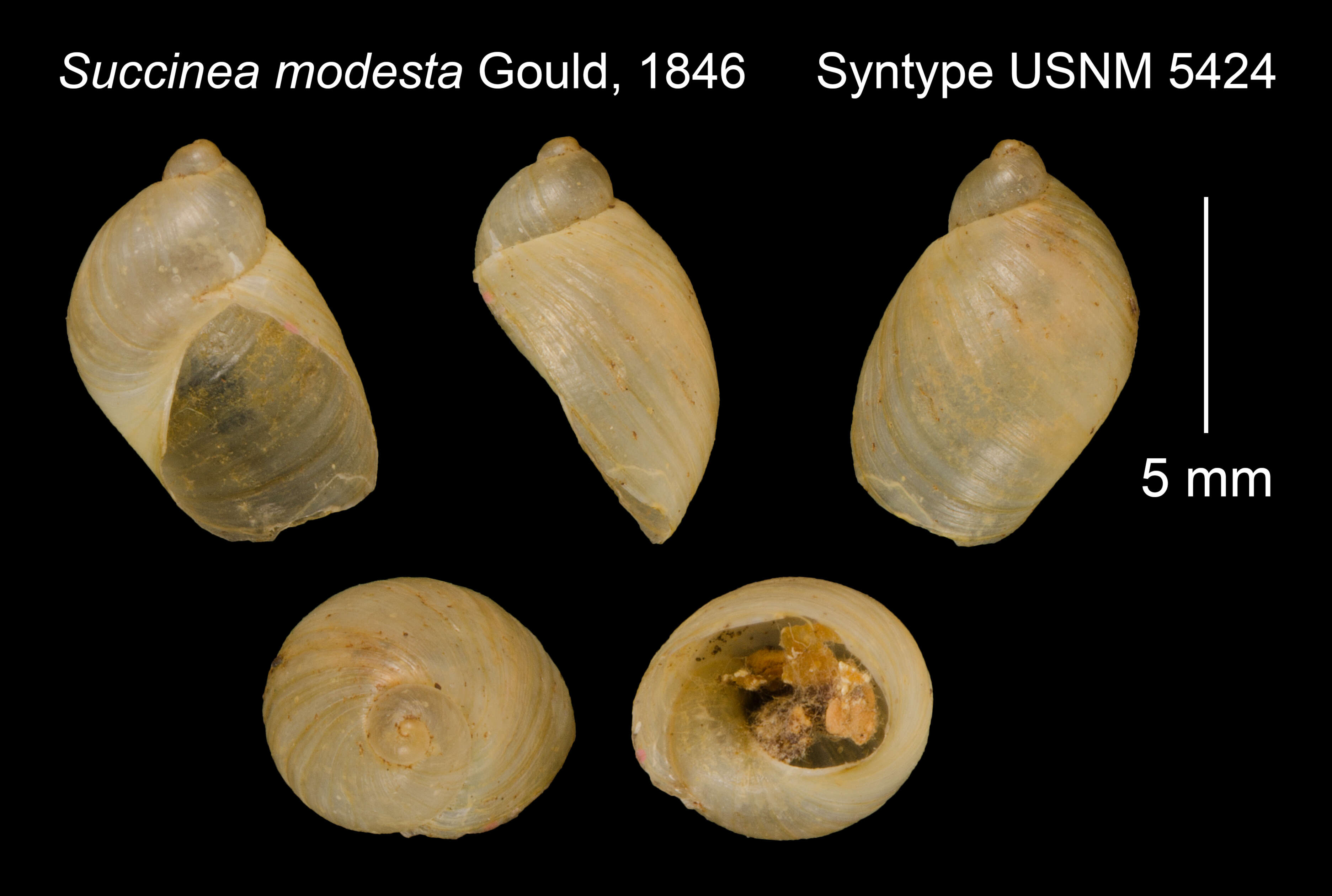 Image of Succinea modesta Gould 1846