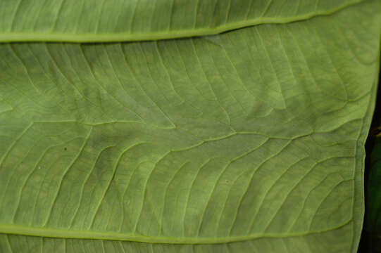 Image of arrowleaf elephant's ear