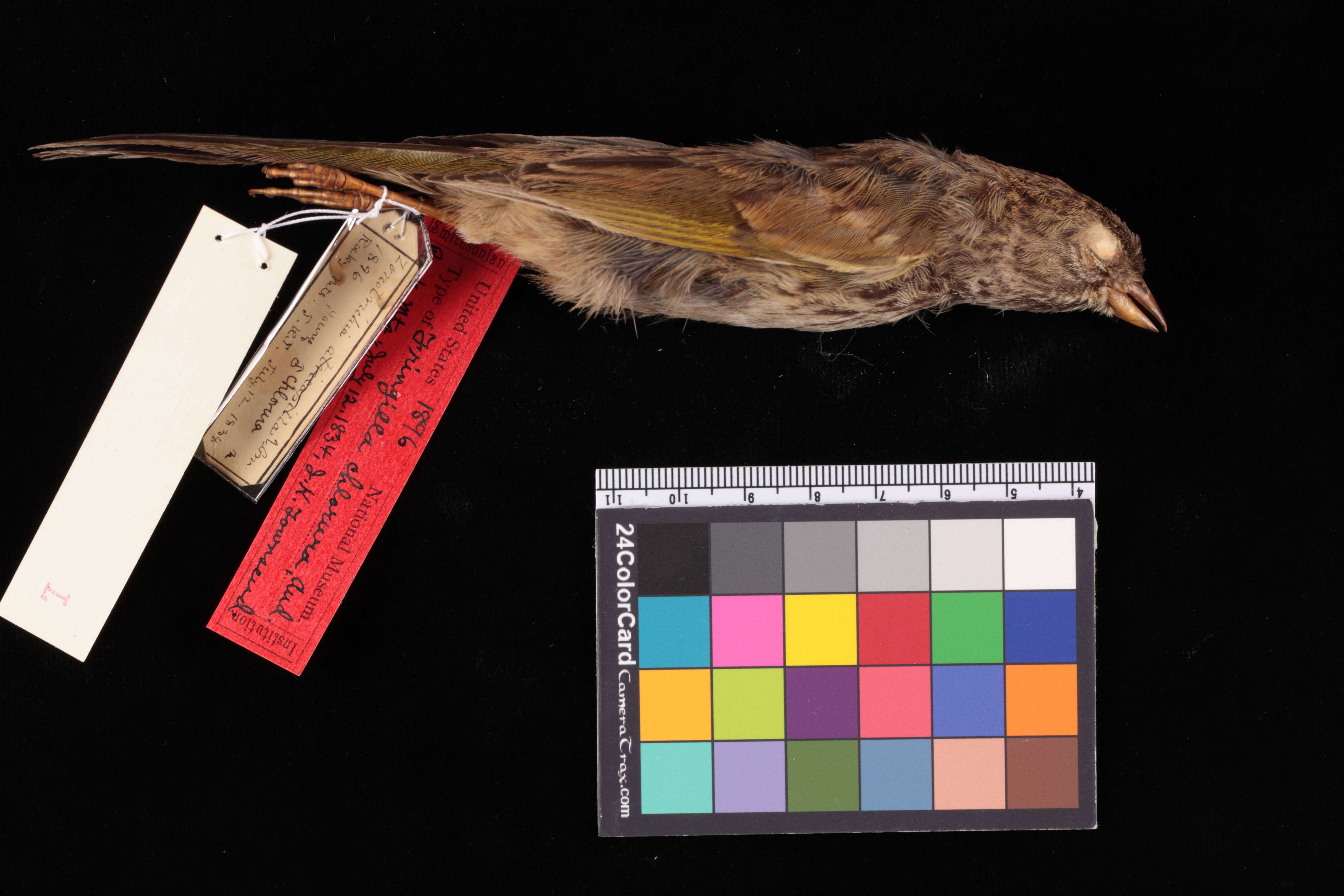 Image of Green-tailed Towhee