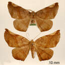 Image of Macrolyrcea sceva Schaus 1912