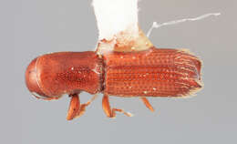 Image of Carphodicticus cristatus Wood 1971