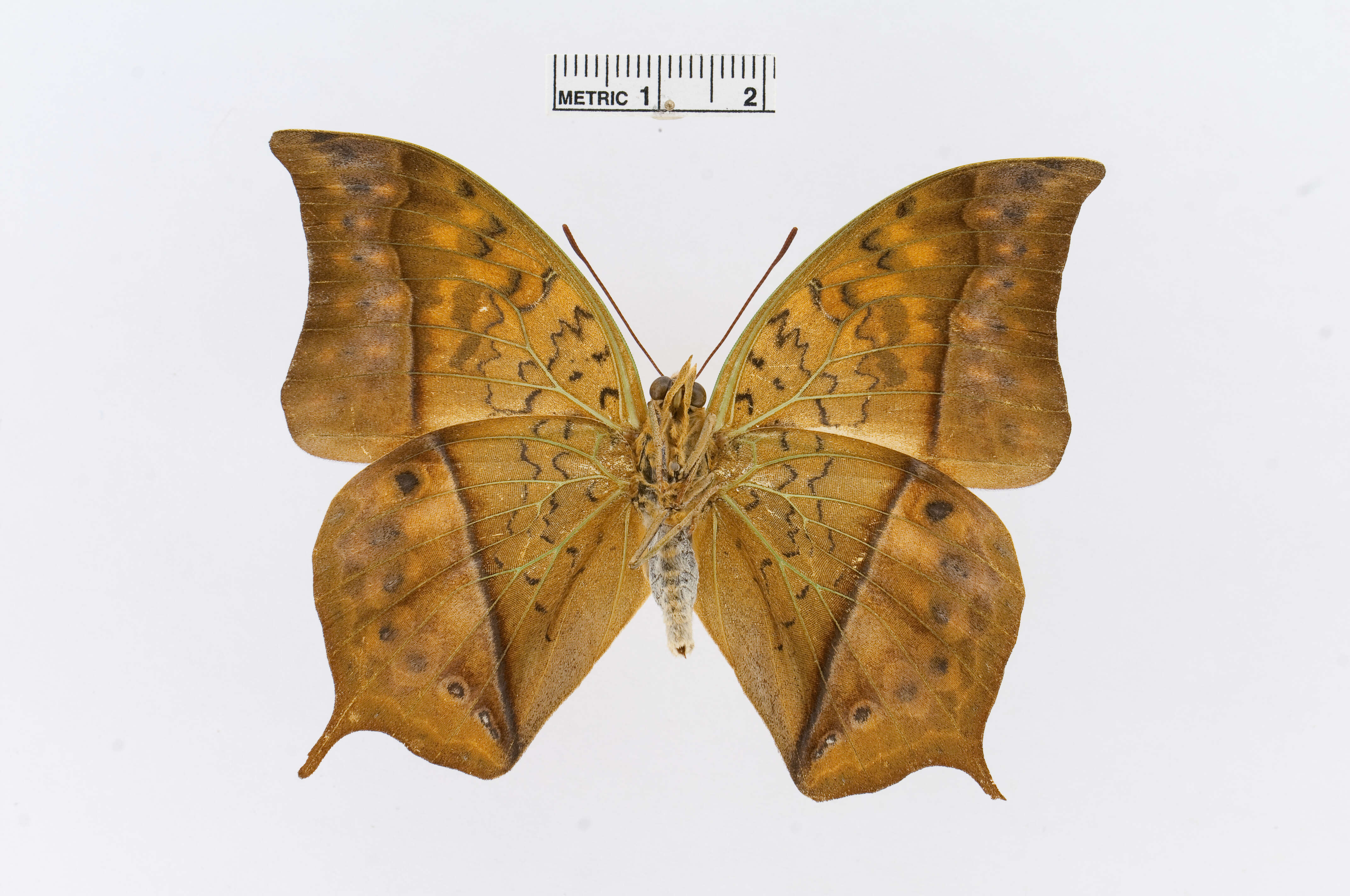 Charaxes acuminatus Thurau 1903的圖片