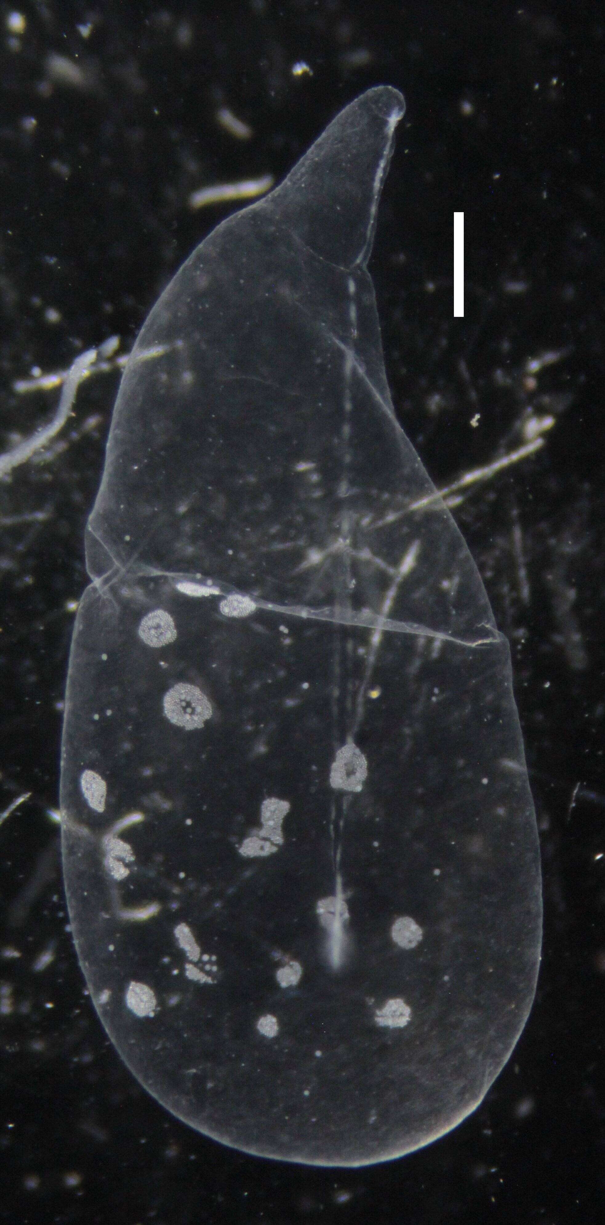 Image of Apolemia lanosa Siebert, Pugh, Haddock & Dunn 2013