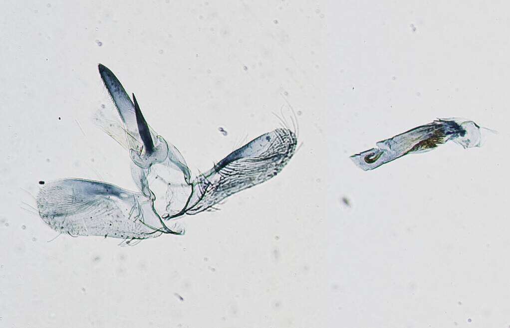 Image of Cataclysta unilinealis Dyar 1914