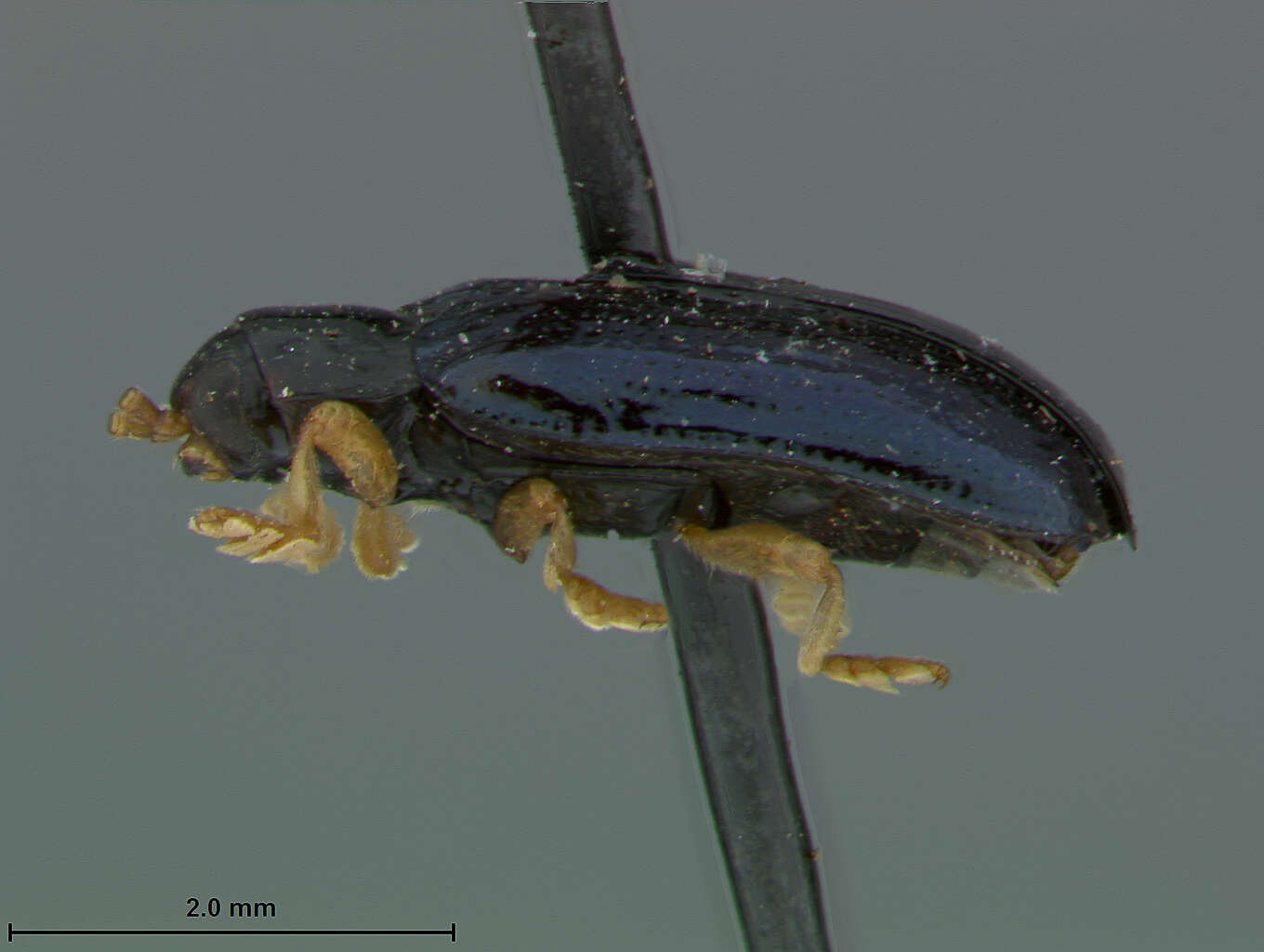 Image of Cephaloleia gilvipes Uhmann 1930