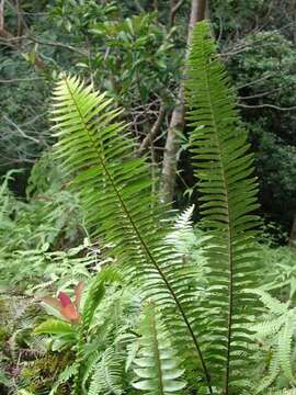 Image of Boston swordfern