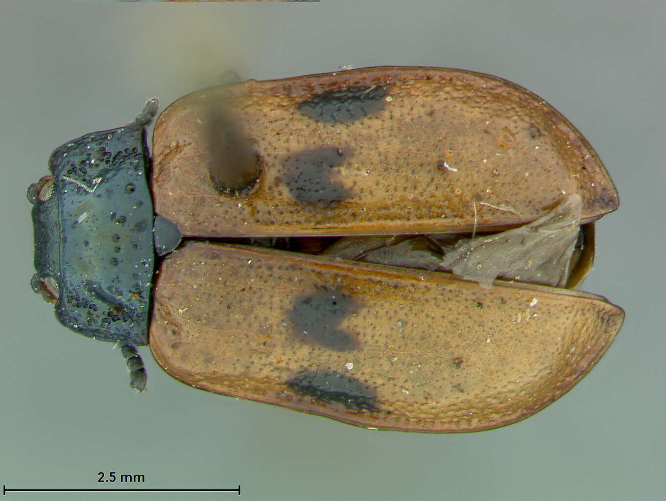 Sivun Chrysomela (Macrolina) interrupta Fabricius 1801 kuva