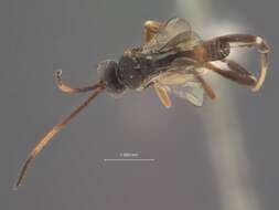 Image of Parasitoid wasp