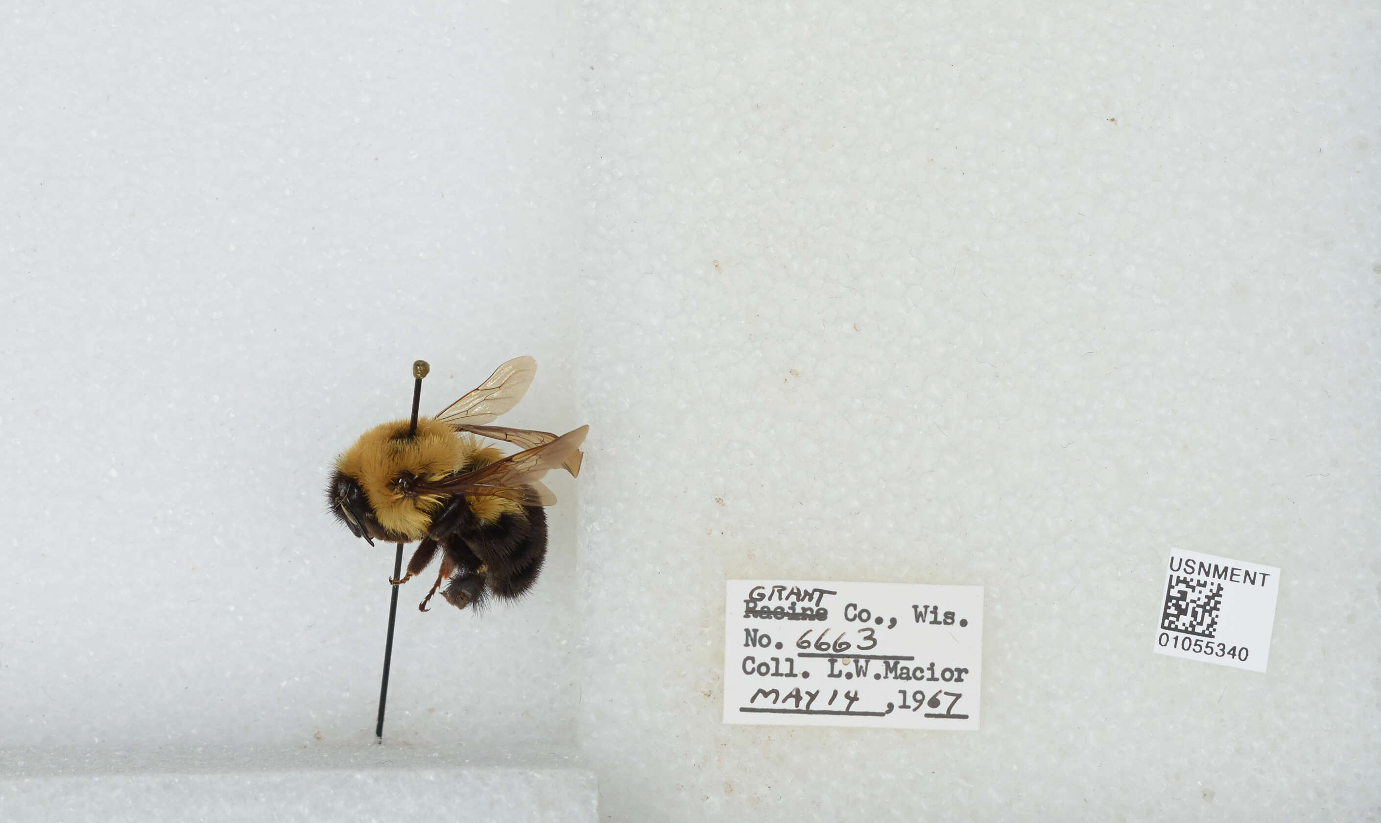 صورة Bombus bimaculatus Cresson 1864