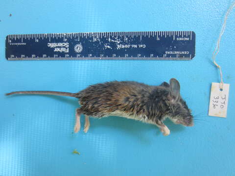 Image of White-footed Deermouse