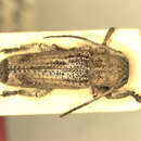 Image of Adetus subcostatus Aurivillius 1900