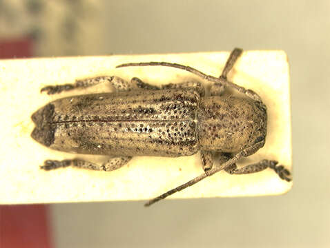 Image of Adetus subcostatus Aurivillius 1900