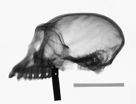 Image of Trachypithecus cristatus cristatus (Raffles 1821)