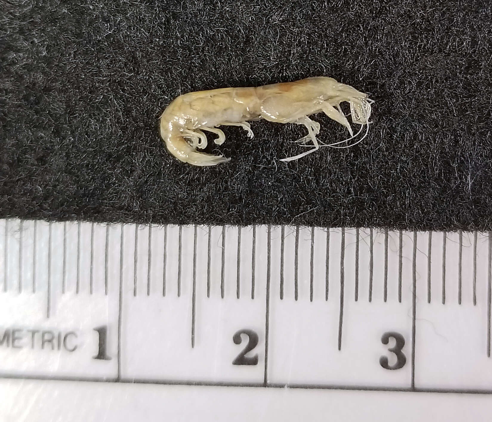 Image of estuarine long-eyed shrimp