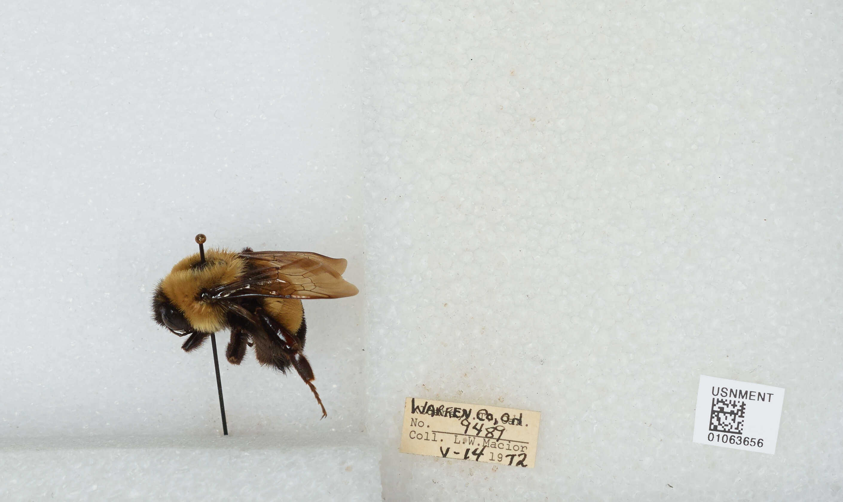 Слика од Bombus affinis Cresson 1864