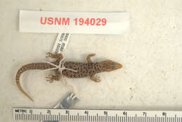 Image of Sphaerodactylus copei astreptus Schwartz 1975