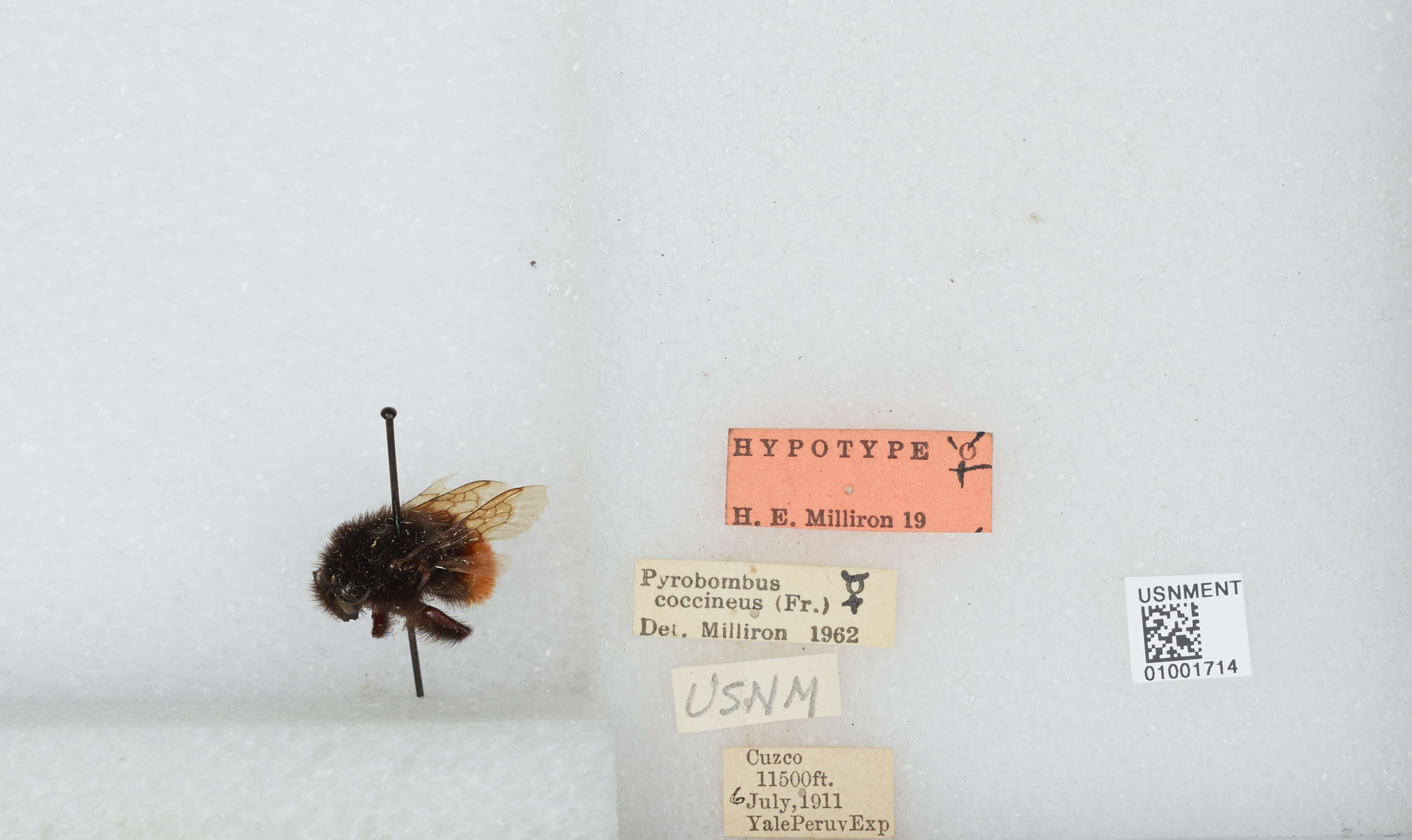 صورة Bombus coccineus Friese 1903