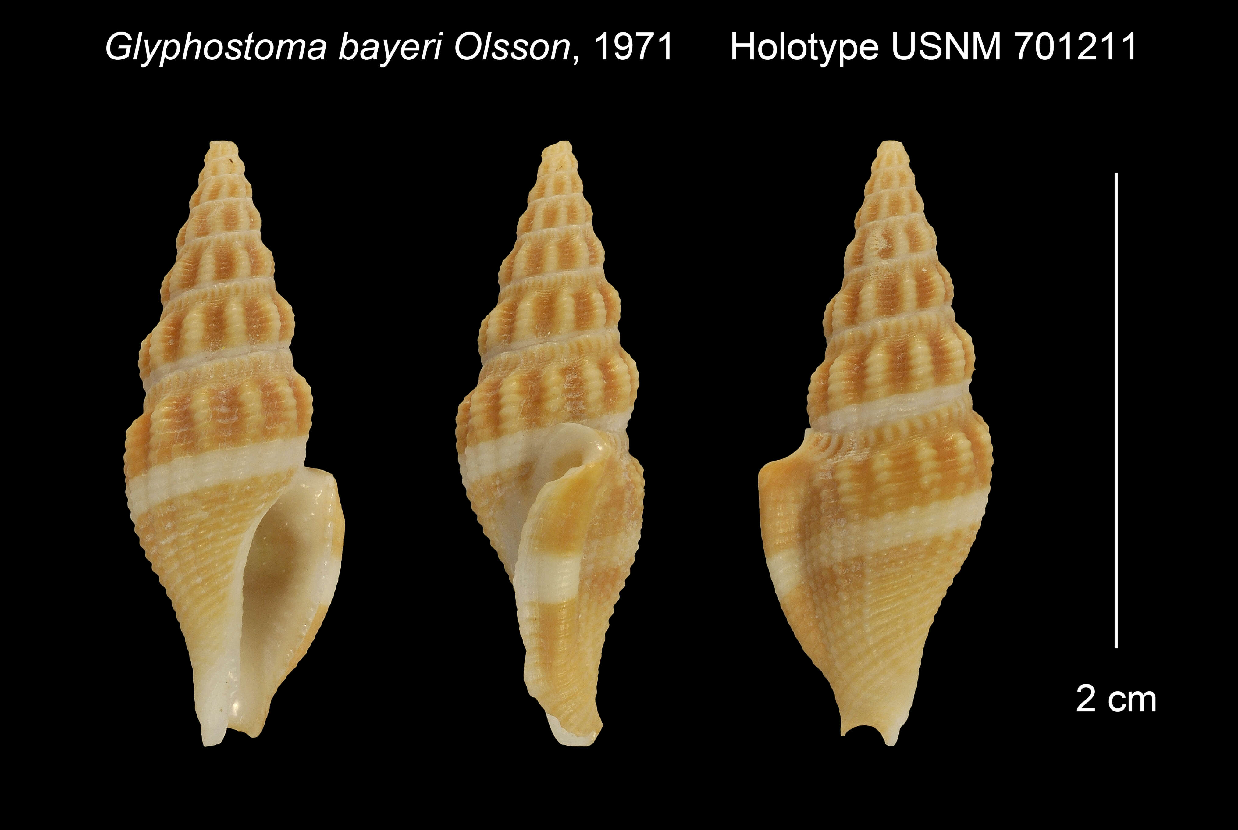 Image of Glyphostoma bayeri Olsson 1971