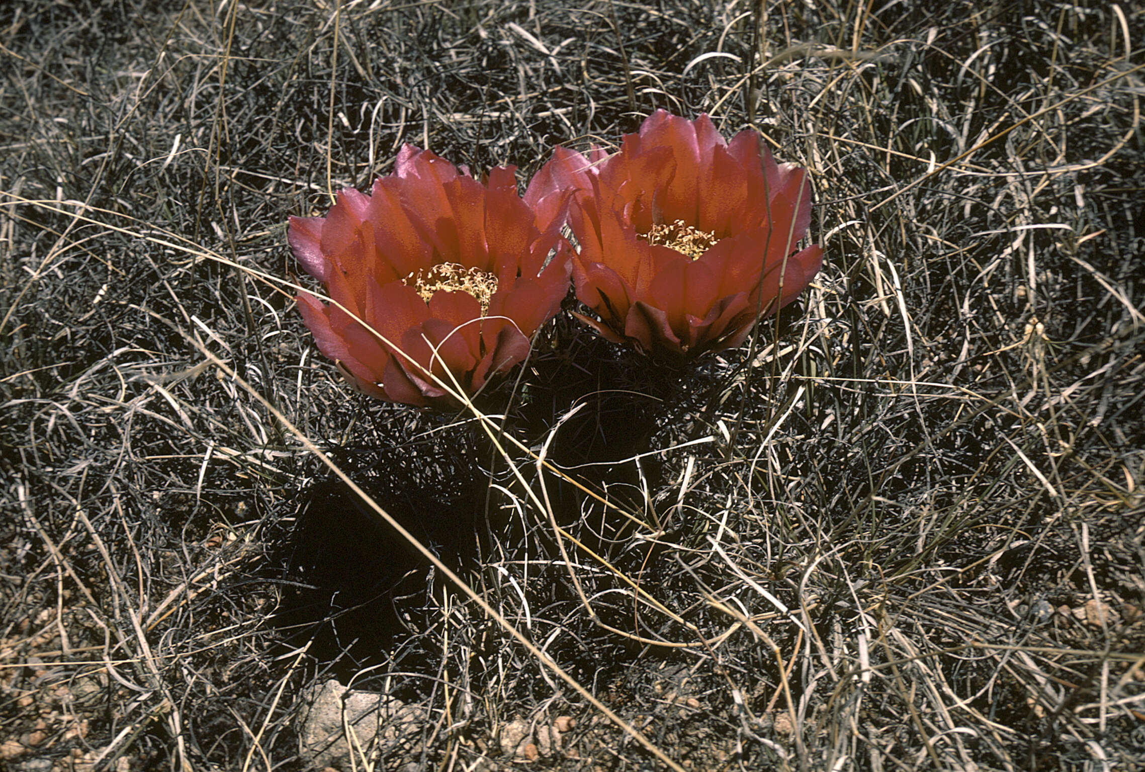 Image de Echinocereus fendleri subsp. fendleri