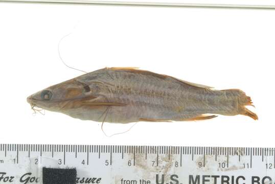 Image of Striped catfish