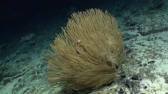 Image of Paracalyptrophora hawaiiensis Cairns 2009