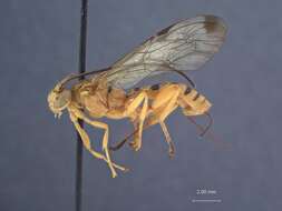 Imagem de Neotheronia septemtrionalis Krieger 1905