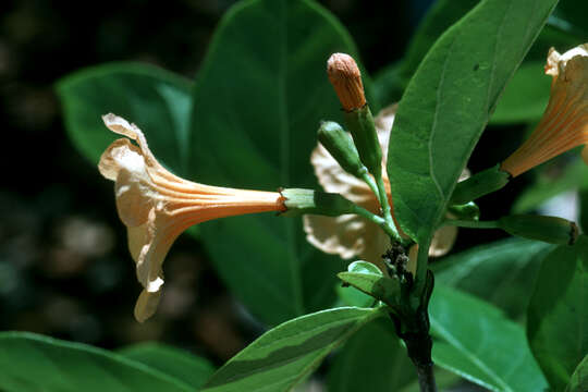 Image of Cordia galeottiana A. Rich.