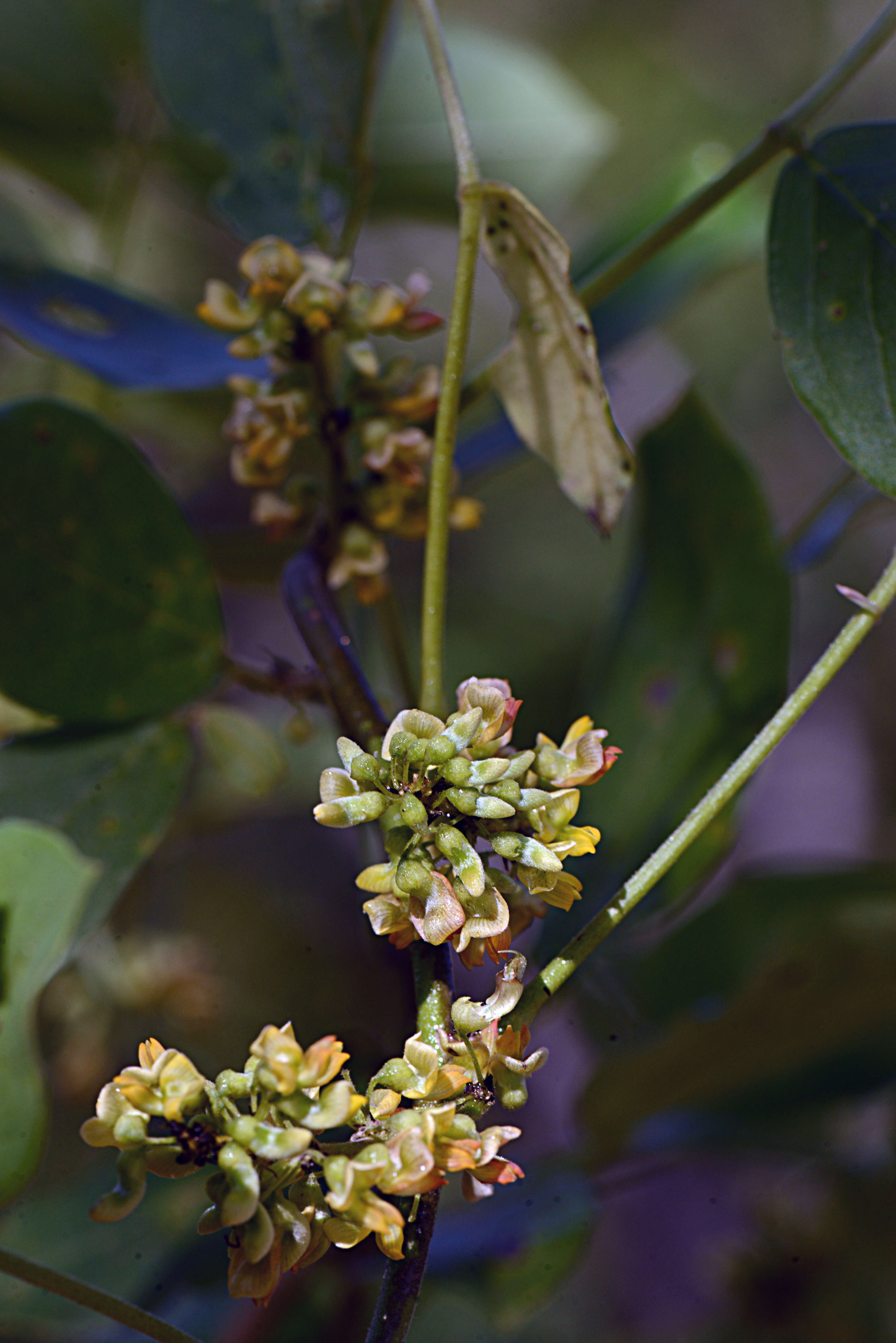 صورة Nissolia fruticosa var. fruticosa