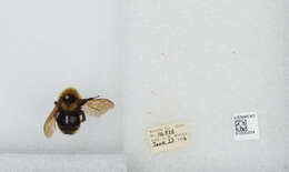 Image de Bombus insularis (Smith 1861)