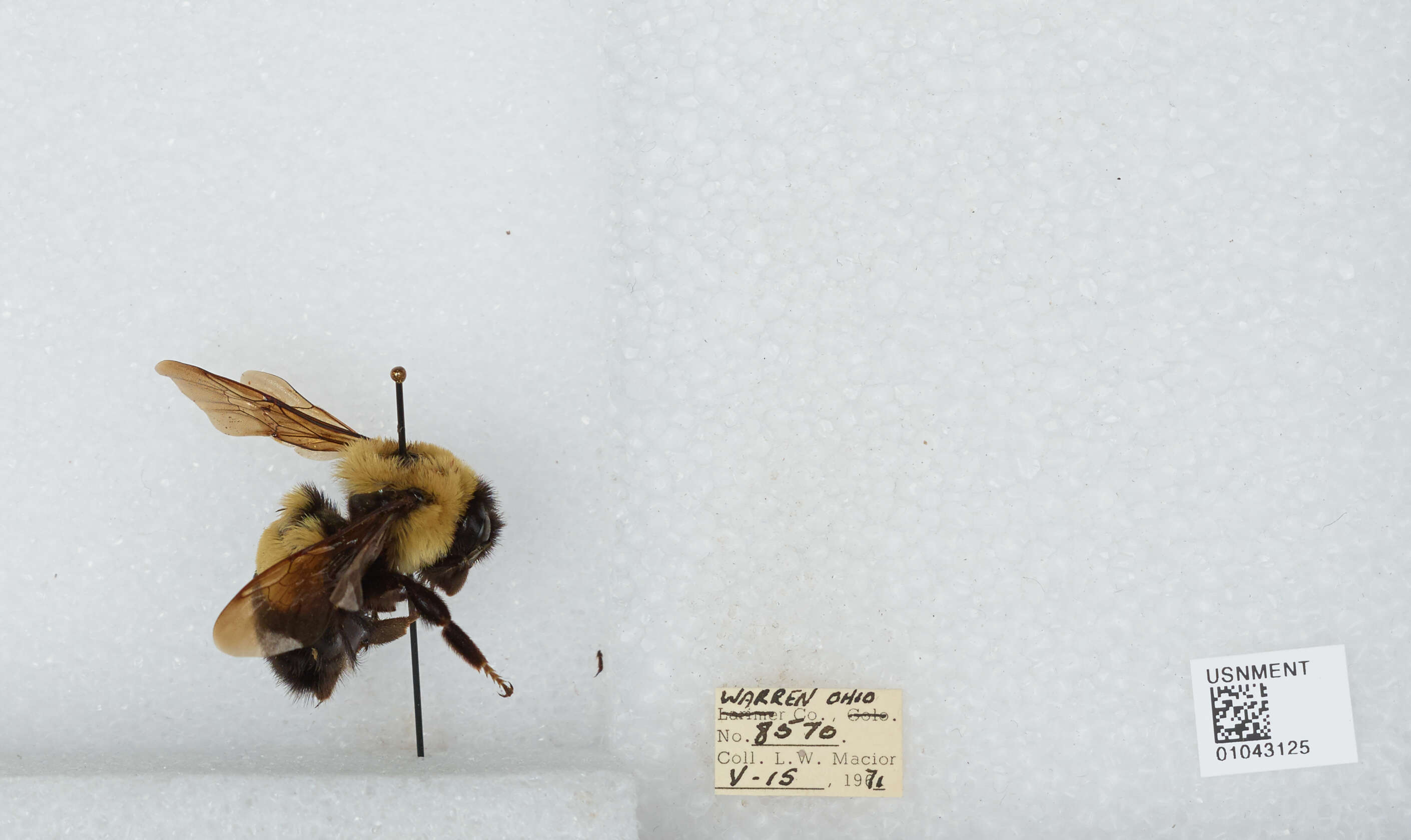 Слика од Bombus affinis Cresson 1864