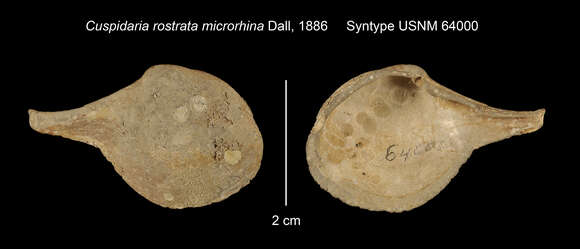 Image of Cuspidaria microrhina Dall 1886