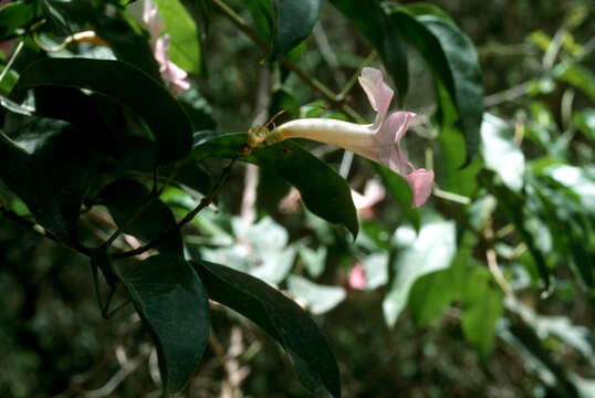 Image de Bignonia aequinoctialis L.