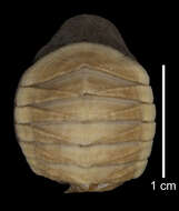 Image of Placiphorella atlantica (Verrill & S. I. Smith 1882)