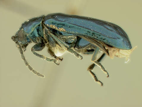 Image of Alder Flea Beetle