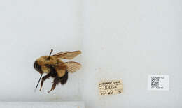 Слика од Bombus affinis Cresson 1864