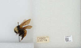 Imagem de Bombus appositus Cresson 1879