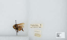 Image of Bombus opifex Smith 1879