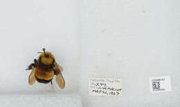 Слика од Bombus affinis Cresson 1864