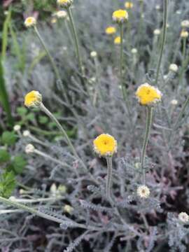 Image of lavender cotton