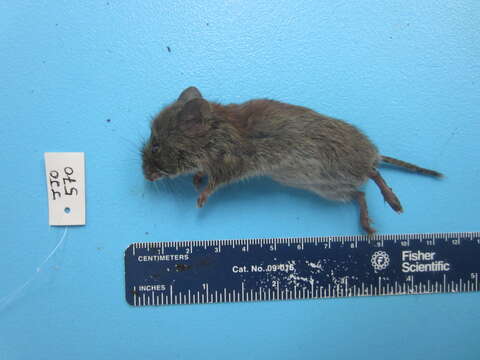 Image of Revillagigedo Island Red-backed Vole