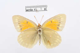 Image of Colias aurorina Herrich-Schäffer (1850)